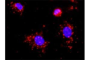Proximity Ligation Analysis of protein-protein interactions between STK3 and CASP3.
