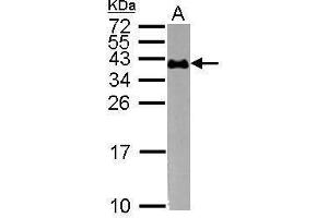 WB Image Sample (30 ug of whole cell lysate) A: K562 15% SDS PAGE antibody diluted at 1:1000 (CD235a/GYPA anticorps  (C-Term))