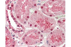 Anti-ST8SIA2 / STX antibody IHC staining of human kidney. (ST8SIA2 anticorps  (AA 295-344))