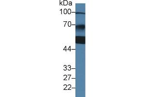 Western Blot; Sample: Human Jurkat cell lysate; ;Primary Ab: 2µg/ml Rabbit Anti-Human ZBP1 Antibody;Second Ab: 0. (ZBP1 anticorps  (AA 10-167))