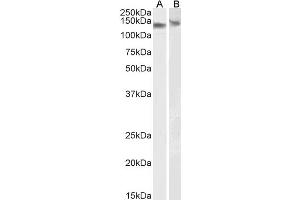 ABIN184570 (0. (DDB1 anticorps  (C-Term))