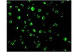 Immunofluorescence of AIF in K562 cells with AIFat 20 µg/ml.