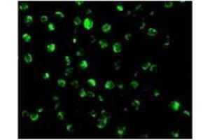 Immunofluorescence of AIF in K562 cells with AIFat 20 µg/ml. (AIF anticorps  (N-Term))