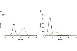 Cell surface detection of STIM1 in intact RBL (A) and Jurkat (B) cells.