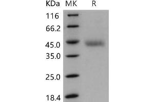 Western Blotting (WB) image for Oligodendrocyte Myelin Glycoprotein (OMG) (AA 1-245) protein (His tag) (ABIN7320193)