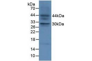 Figure. (FGF23 anticorps  (AA 25-251))