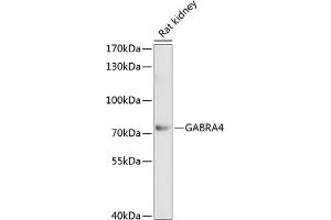 Western blot analysis of extracts of rat kidney, using G antibody (ABIN1679929, ABIN3018216, ABIN3018217 and ABIN6220403) at 1:1000 dilution. (GABRA4 anticorps  (AA 36-258))