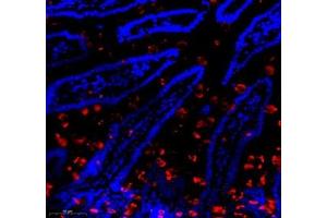 Immunofluorescence of paraffin embedded mouse small intestine using Znt1 (ABIN7075672) at dilution of 1:650 (300x lens)