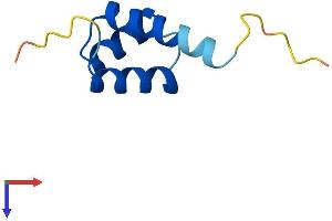 HOP Homeobox (HOPX) (AA 1-73) protein (Fc Tag)