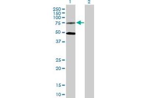 Western Blot analysis of GPR50 expression in transfected 293T cell line by GPR50 MaxPab polyclonal antibody. (GPR50 anticorps  (AA 1-617))
