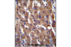CIB4 Antibody (N-term) (ABIN656522 and ABIN2845791) immunohistochemistry analysis in formalin fixed and paraffin embedded human liver tissue followed by peroxidase conjugation of the secondary antibody and DAB staining. (CIB4 anticorps  (N-Term))