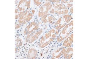 Immunohistochemistry of paraffin-embedded human stomach using PAEP antibody (ABIN6292222) at dilution of 1:100 (40x lens). (PAEP anticorps)
