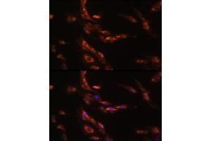 Immunofluorescence analysis of C6 cells using G Rabbit pAb (ABIN7267344) at dilution of 1:100 (40x lens).