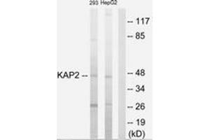 Western blot analysis of extracts from 293/HepG2 cells, using KAP2 Antibody. (LOC100281554 anticorps  (AA 41-90))