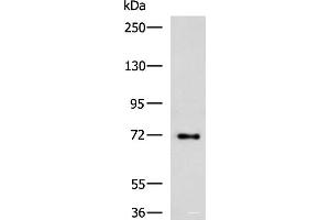 Western blot analysis of HepG2 cell lysate using TTLL10 Polyclonal Antibody at dilution of 1:850 (TTLL10 anticorps)