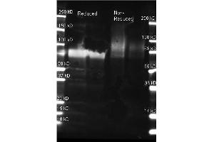 Goat anti Glucose Oxidase antibody was used to detect Glucose Oxidase under reducing and non-reducing conditions. (Glucose Oxidase anticorps)