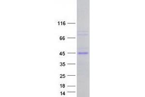 Validation with Western Blot (MCL-1 Protein (Transcript Variant 1) (Myc-DYKDDDDK Tag))