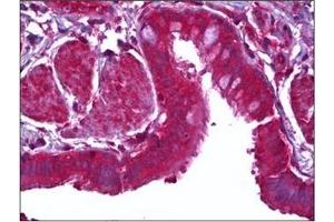 Immunohistochemistry (IHC) image for anti-Milk Fat Globule-EGF Factor 8 Protein (MFGE8) antibody (ABIN953127) (MFGE8 anticorps)