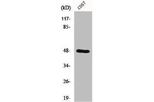 Western Blot analysis of COS7 cells using Endophilin B2 Polyclonal Antibody (SH3GLB2 anticorps  (Internal Region))