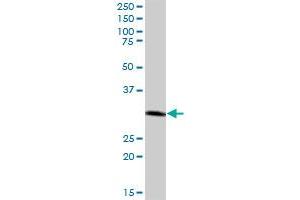 CTSZ MaxPab polyclonal antibody. (Cathepsin Z anticorps  (AA 1-303))