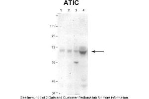 Sample Type: 1. (ATIC anticorps  (N-Term))
