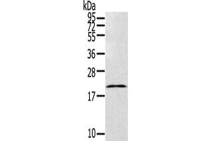 Gel: 12 % SDS-PAGE,Lysate: 40 μg,Primary antibody: ABIN7192768(TEX37 Antibody) at dilution 1/200 dilution,Secondary antibody: Goat anti rabbit IgG at 1/8000 dilution,Exposure time: 20 seconds (TEX37 anticorps)
