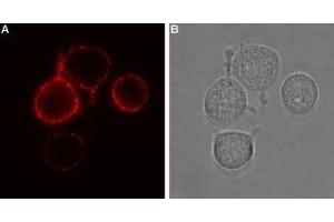 Expression of P2RX7 in rat RBL cells - Cell surface detection of P2RX7 in intact living rat basophilic leukemia (RBL) cells.