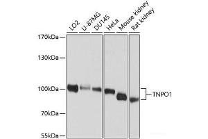 Western blot analysis of extracts of various cell lines using TNPO1 Polyclonal Antibody at dilution of 1:1000. (Transportin 1 anticorps)