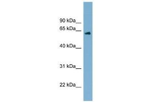 C12ORF4 antibody used at 1 ug/ml to detect target protein. (C12orf4 anticorps  (Middle Region))