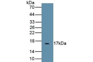 Detection of Recombinant IL5, Caprine using Polyclonal Antibody to Interleukin 5 (IL5) (IL-5 anticorps)