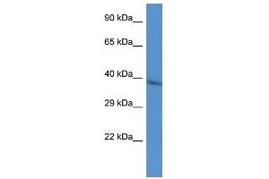 Western Blot showing CTSL2 antibody used at a concentration of 1 ug/ml against HepG2 Cell Lysate (Cathepsin L2 anticorps  (N-Term))