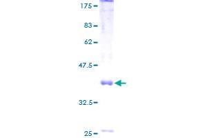Image no. 1 for MRS2 Magnesium Homeostasis Factor Homolog (MRS2) (AA 1-117) protein (GST tag) (ABIN1311395)