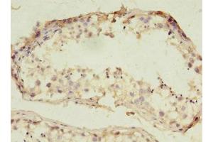 Immunohistochemistry of paraffin-embedded human testis tissue using ABIN7151144 at dilution of 1:100 (RNF133 anticorps  (AA 65-167))
