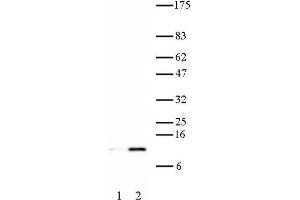 Histone H4K16ac antibody (pAb) tested by Western blot. (Histone H4 anticorps  (acLys16))
