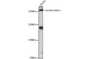 Western blot analysis of extracts of HepG2 cells, using Laminin beta 1 Rabbit mAb (ABIN7268185) at 1:1000 dilution. (Laminin beta 1 anticorps)