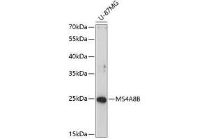 Western blot analysis of extracts of U-87MG cells using MS4A8B Polyclonal Antibody at dilution of 1:1000.