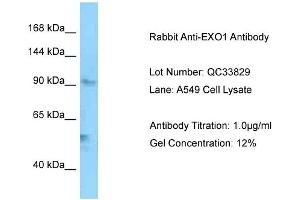 Host: Rabbit Target Name: EXO1 Sample Type: A549 Antibody Dilution: 1. (Exonuclease 1 anticorps  (C-Term))