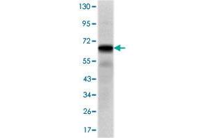 Western blot analysis using PTH1R monoclonal antobody, clone 4D2  against PTH1R-hIgGFc transfected HEK293 cell lysate. (PTH1R anticorps)