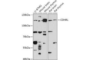 Western blot analysis of extracts of various cell lines, using CDHR1 antibody (ABIN7269730) at 1:1000 dilution. (PCDH21 anticorps  (AA 20-300))