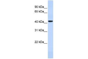 HAVCR1 antibody used at 1 ug/ml to detect target protein. (HAVCR1 anticorps  (N-Term))
