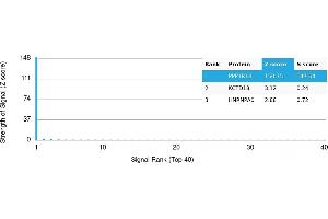 Protein Array (PAr) image for anti-Protein Phosphatase 1, Regulatory (Inhibitor) Subunit 1B (PPP1R1B) antibody (ABIN7456007)