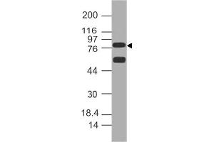 Image no. 1 for anti-delta-Like 1 (DLL1) (AA 506-714) antibody (ABIN5027155) (DLL1 anticorps  (AA 506-714))