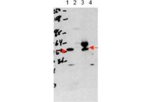 Image no. 1 for anti-Thyroid Hormone Receptor, alpha (THRA) (N-Term) antibody (ABIN300068) (THRA anticorps  (N-Term))