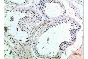 Immunohistochemical analysis of paraffin-embedded human-testis, antibody was diluted at 1:200 (PMCH anticorps  (AA 112-161))