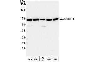 Western Blotting (WB) image for anti-GTPase Activating Protein (SH3 Domain) Binding Protein 1 (G3BP1) (AA 275-325) antibody (ABIN7450265)