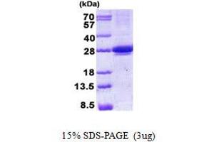 Image no. 1 for MIS12, MIND Kinetochore Complex Component, Homolog (MIS12) protein (His tag) (ABIN1098753)
