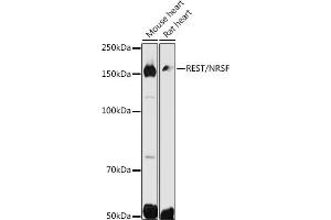 Western blot analysis of extracts of various cell lines, using REST/NRSF antibody (ABIN6133458, ABIN6146870, ABIN6146872 and ABIN6222980) at 1:500 dilution. (REST anticorps  (AA 760-1060))