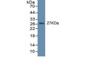 Mouse Capture antibody from the kit in WB with Positive Control: Eukaryotic TNFa protein. (TNF alpha Kit ELISA)
