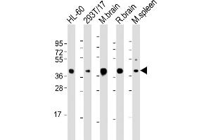 ALDOC Antibody (C-term) (ABIN1882192 and ABIN2843477) western blot analysis in HL-60,293 cell line and mouse brain,spleen lysates (35 μg/lane). (ALDOC anticorps)