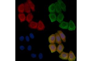 ABIN7096269 and ABIN7100331 staining Hela cells(45 min of heat-shock treatment) by IF/ICC. (SHCBP1L anticorps)